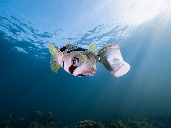 Vietnamese author wins international ocean photo award Picture 2