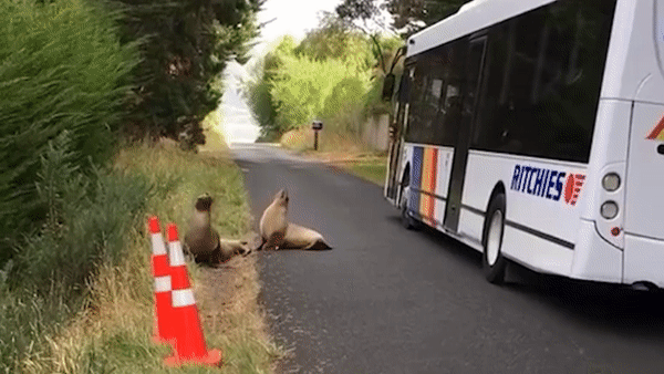Visit Dunedin town - Where sea lions roam freely Picture 4