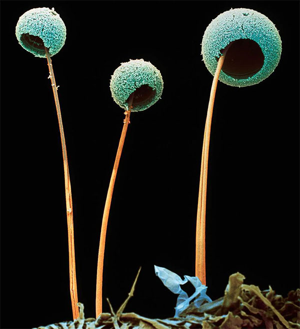 Picture 1 of Warning 'mushroom pandemic': 1.6 million deaths per year, worrying rate of evolution