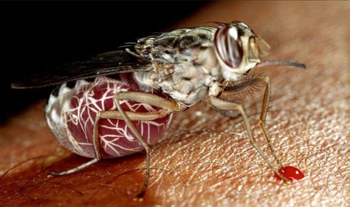 Picture 1 of Warning of a disease outbreak that could kill 70 million people in Africa