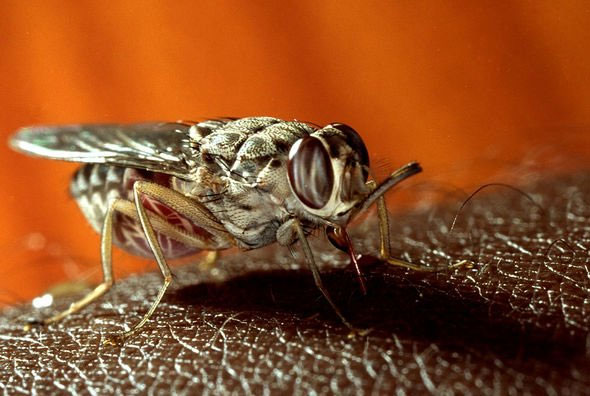 Picture 2 of Warning of a disease outbreak that could kill 70 million people in Africa