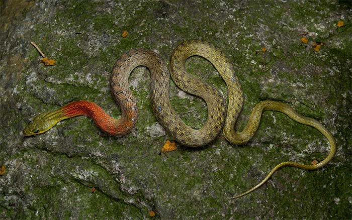 Picture 1 of Water snakes in Vietnam seem harmless but carry deadly venom