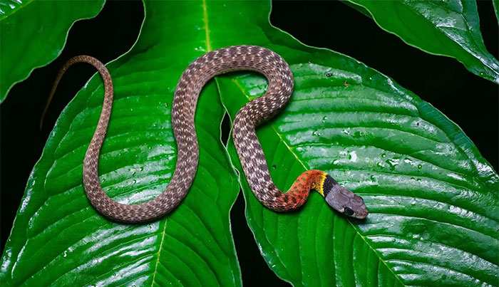 Picture 2 of Water snakes in Vietnam seem harmless but carry deadly venom