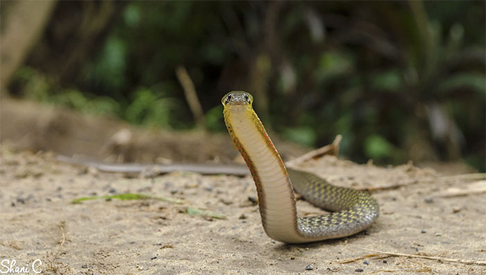 Picture 3 of Water snakes in Vietnam seem harmless but carry deadly venom