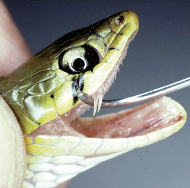 Picture 5 of Water snakes in Vietnam seem harmless but carry deadly venom