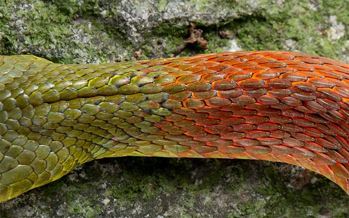 Picture 6 of Water snakes in Vietnam seem harmless but carry deadly venom