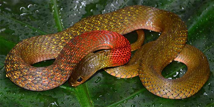 Picture 7 of Water snakes in Vietnam seem harmless but carry deadly venom