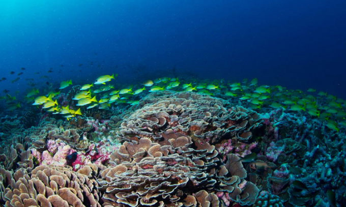 Picture 2 of West Indies Pacific reef in danger of collapsing