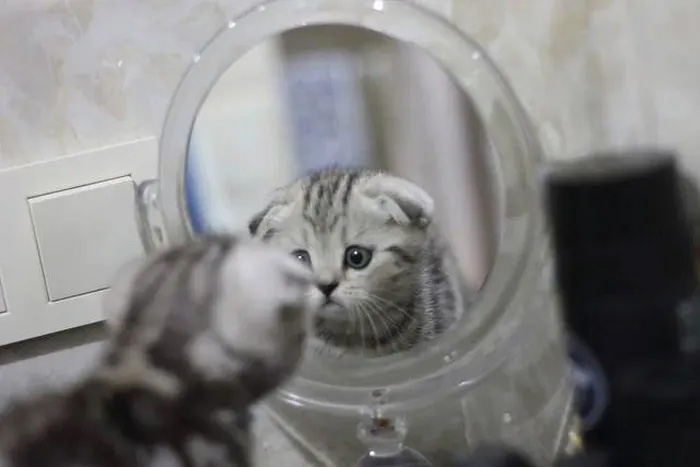 Picture 4 of What color is the mirror? 99% of people get it wrong!