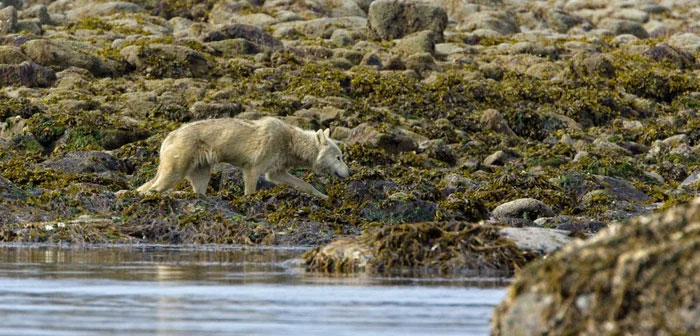Picture 1 of What do wolves in Alaska eat after hunting all the deer?