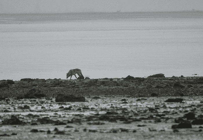 Picture 4 of What do wolves in Alaska eat after hunting all the deer?