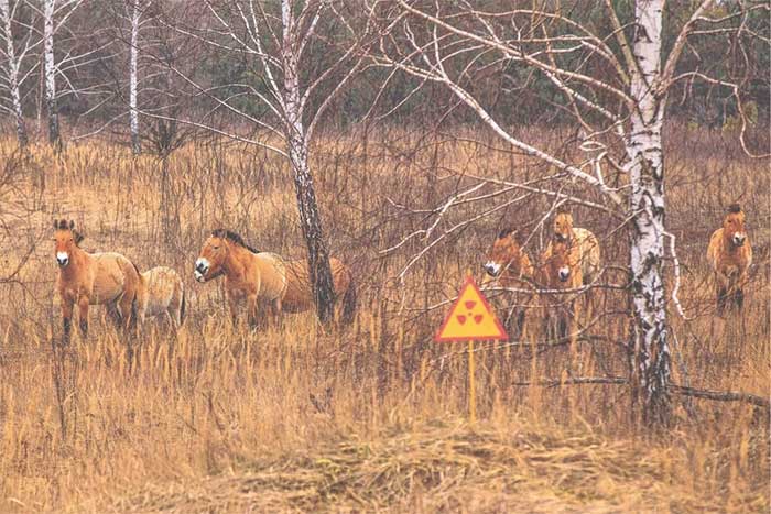 Picture 2 of What does Chernobyl look like after people left due to the nuclear disaster?