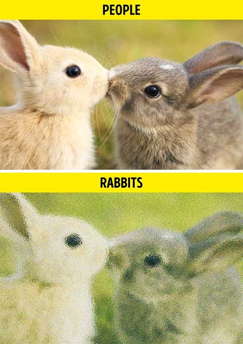 What does the world look like through the eyes of animals? Picture 8