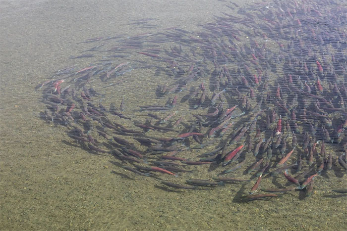 Picture 3 of What happened to the salmon during their journey in the mysterious 'black box'?