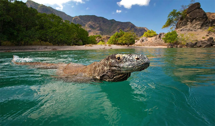 Picture 3 of What happens if a person is bitten by a Komodo dragon?