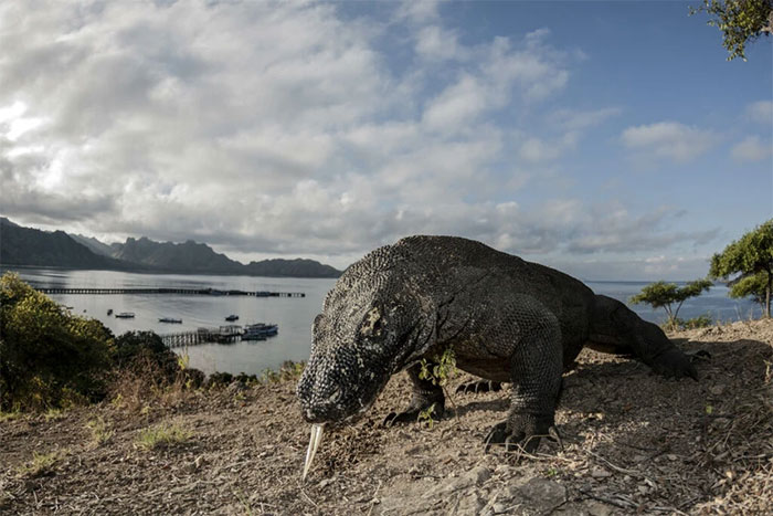 Picture 4 of What happens if a person is bitten by a Komodo dragon?