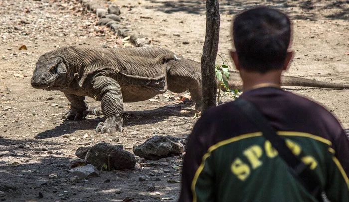 Picture 5 of What happens if a person is bitten by a Komodo dragon?