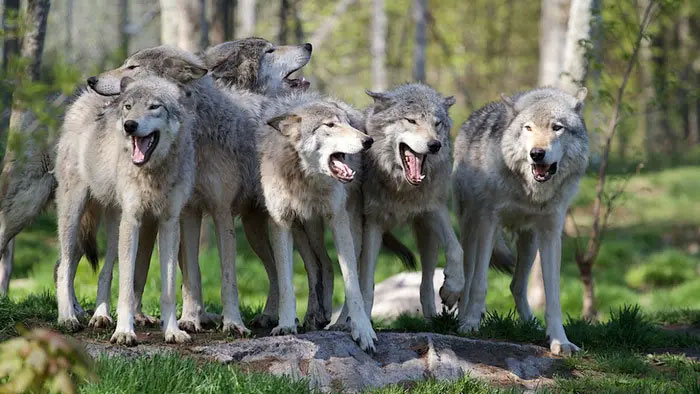 Picture 2 of What happens if you put a puppy next to a newborn wolf?