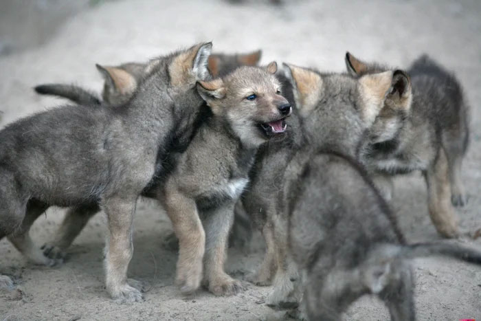 Picture 3 of What happens if you put a puppy next to a newborn wolf?