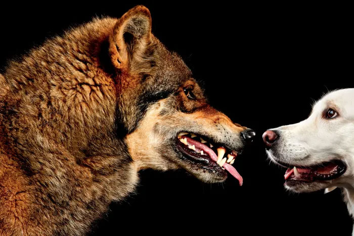 Picture 4 of What happens if you put a puppy next to a newborn wolf?
