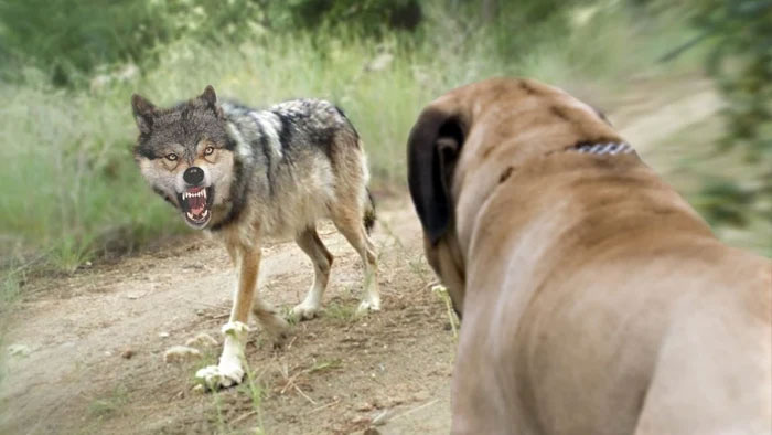 Picture 5 of What happens if you put a puppy next to a newborn wolf?