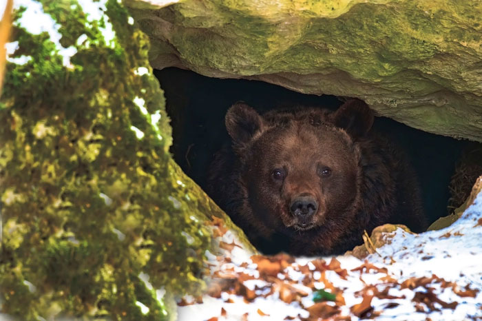 What happens if you wake up a hibernating bear? Picture 4