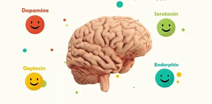 Picture 1 of What happens to the brain when you're in love?