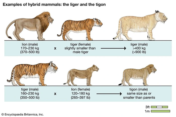 Picture 1 of What happens when a tiger and a lion mate?