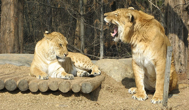 Picture 2 of What happens when a tiger and a lion mate?