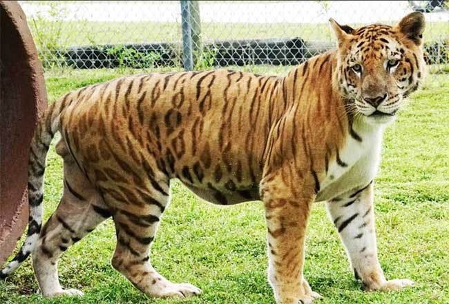 Picture 3 of What happens when a tiger and a lion mate?