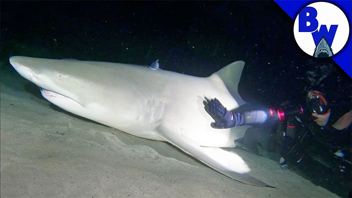 What happens when divers go to the bottom of the sea in the night, waking up a 'big' shark that is sleeping? Picture 1