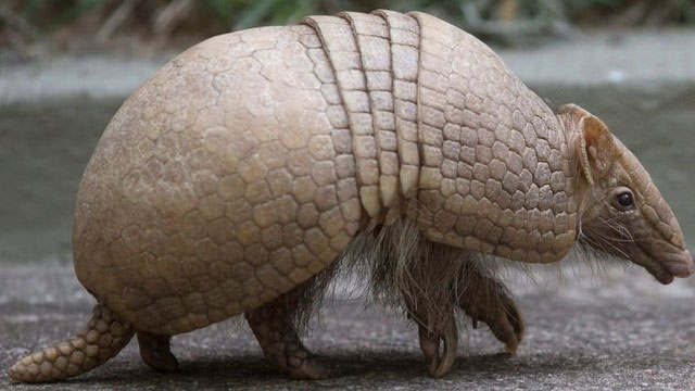 Picture 1 of What happens when you shoot an armadillo?