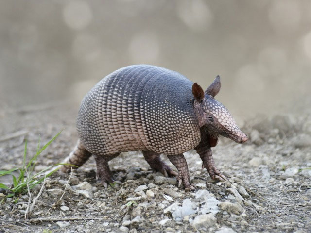 Picture 2 of What happens when you shoot an armadillo?