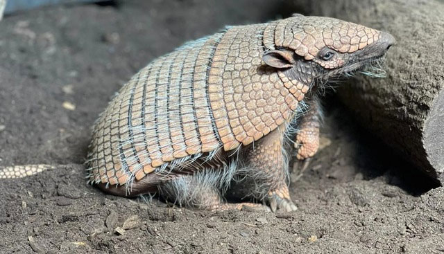 Picture 3 of What happens when you shoot an armadillo?
