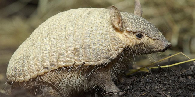 Picture 5 of What happens when you shoot an armadillo?