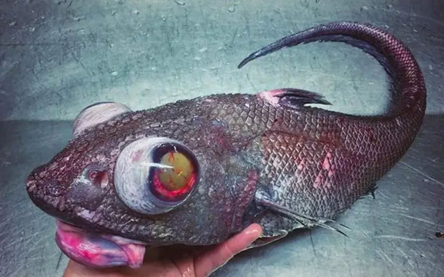 Picture 3 of What has helped fishes withstand tremendous water pressure up to thousands of tons in the deep sea?