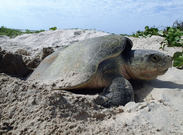 Picture 1 of What hasn't happened in modern times: World's rarest sea turtle lays eggs in Texas