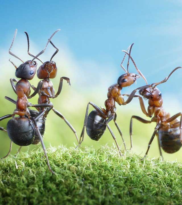 Picture 3 of What if ants were the size of elephants?