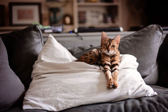 Picture 1 of What if cats were the same size as tigers?