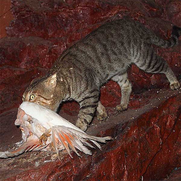 Picture 2 of What if cats were the same size as tigers?