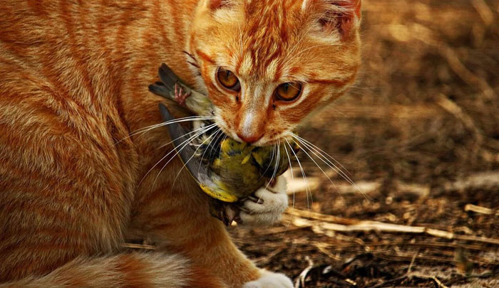 Picture 3 of What if cats were the same size as tigers?