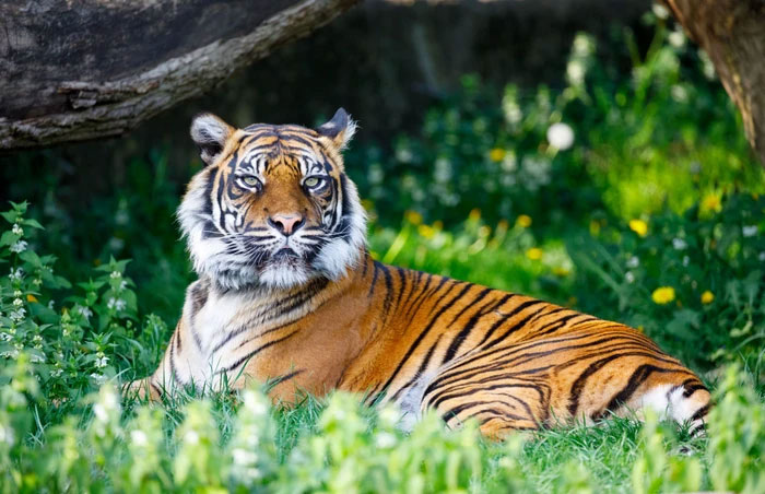 Picture 4 of What if cats were the same size as tigers?