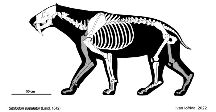 Picture 2 of What if saber-toothed tigers still existed today?