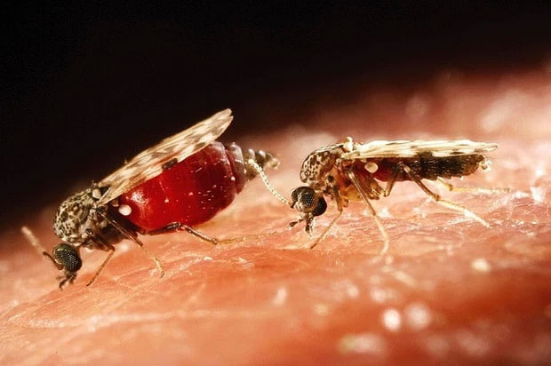 Picture 1 of What is a mosquito?