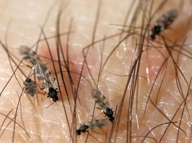 Picture 2 of What is a mosquito?