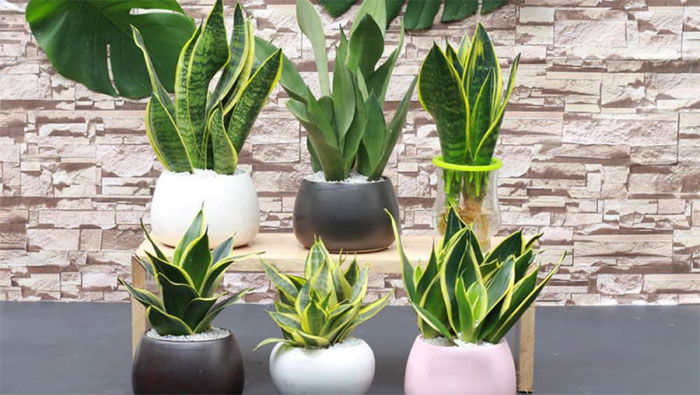What is a tiger tongue plant? Feng Shui meaning and notes when planting the plant Picture 4