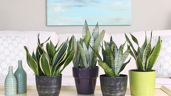 What is a tiger tongue plant? Feng Shui meaning and notes when planting the plant Picture 5