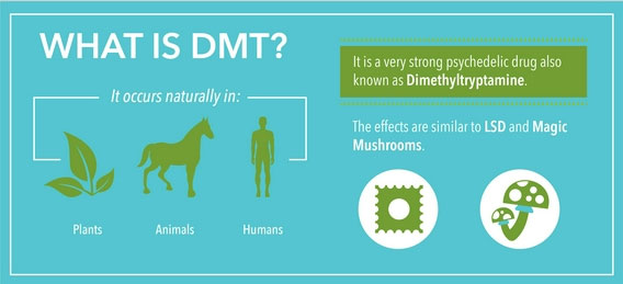 What is DMT? Does it really have the spiritual benefits that many people think? Picture 4