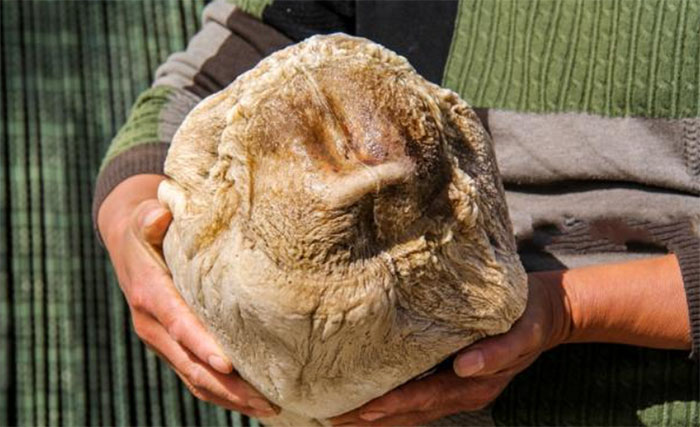 Picture 1 of What is Ganoderma lucidum?