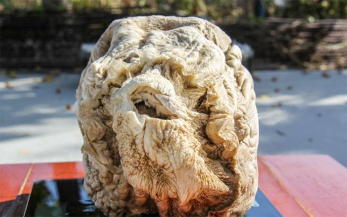 Picture 2 of What is Ganoderma lucidum?